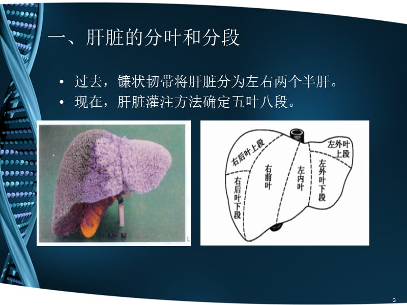 CT肝脏分段及读片ppt课件_第3页