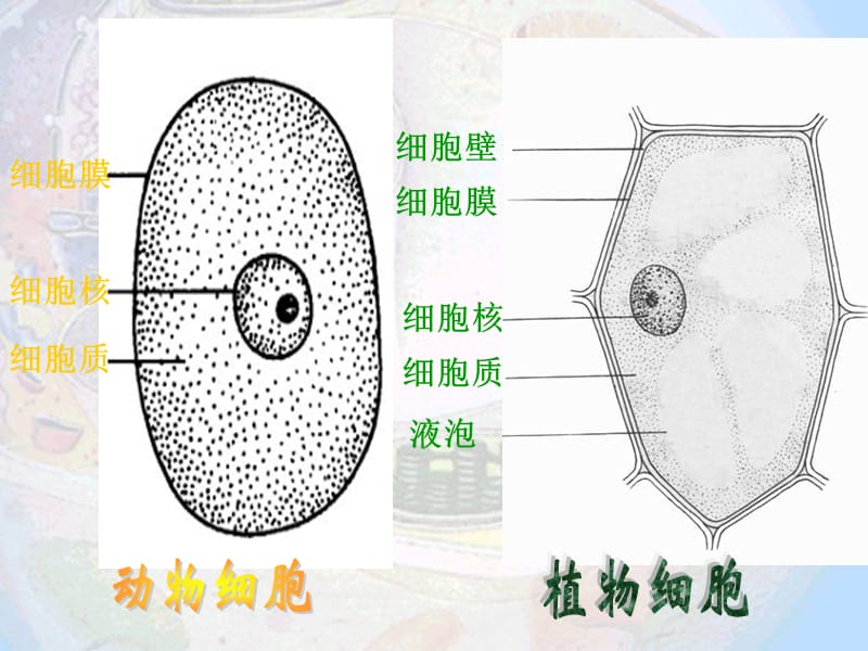 细胞器结构和功能介绍.ppt_第2页