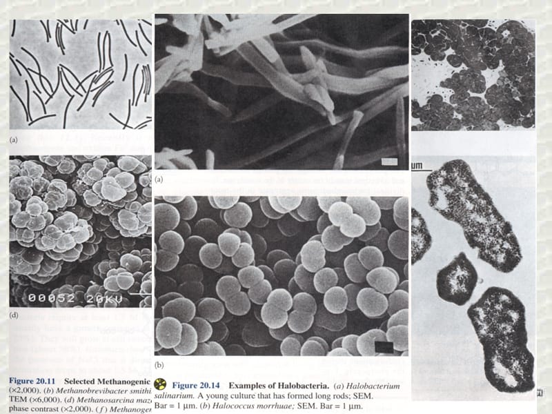 苏教版教学课件微生物的培养基一课件.ppt_第3页