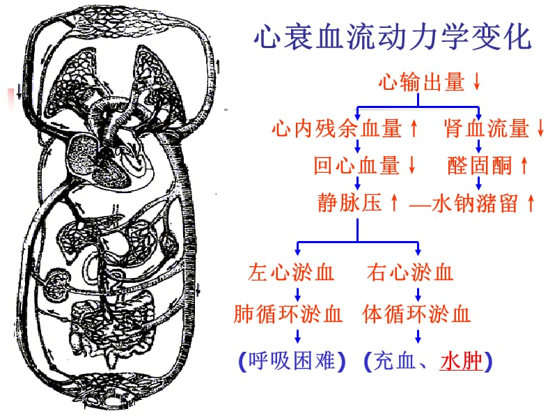 药理学治疗充血性心力衰竭的药物.ppt_第3页