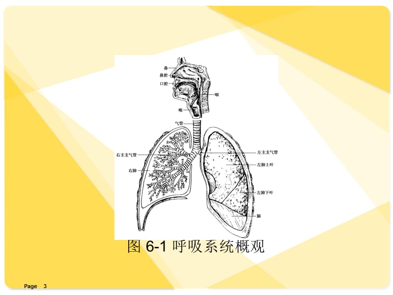 解剖学基础课件第6章呼吸系统.ppt_第3页