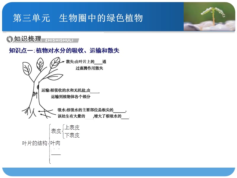 绿色植物的主要作用.ppt_第2页