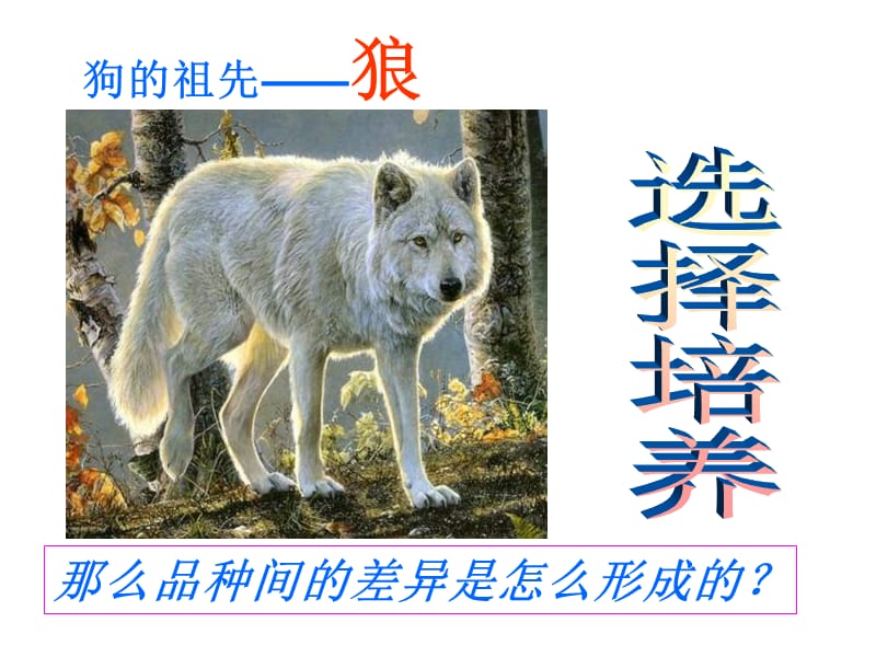 高一生物优良品种的培育和繁殖.ppt_第3页