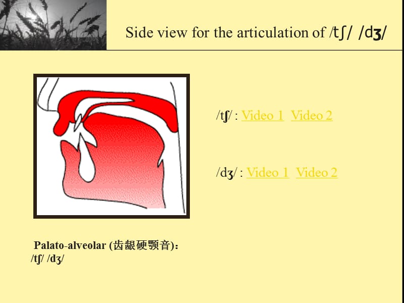 英语Affricates破擦音.ppt_第3页