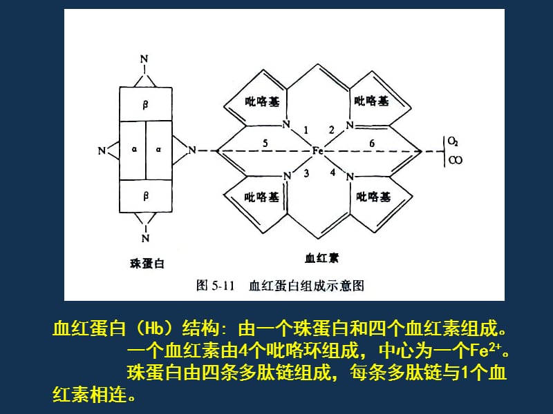 血液中O2和CO2的运输.ppt_第3页