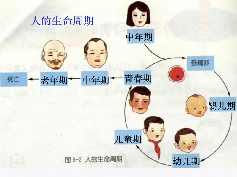 青岛版-科学1.3人的一生.ppt_第3页