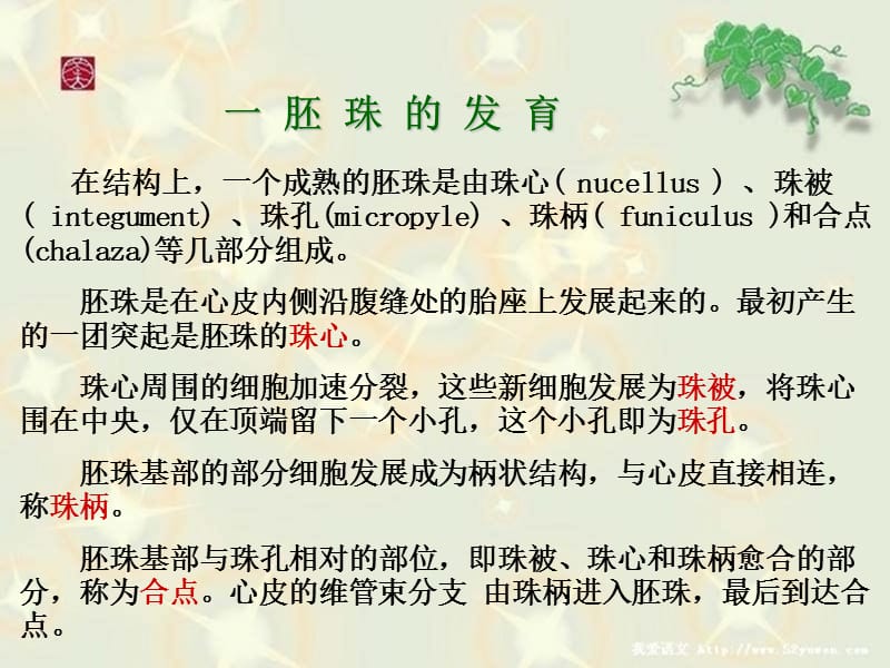 胚珠的发育和胚囊的形成.ppt_第3页