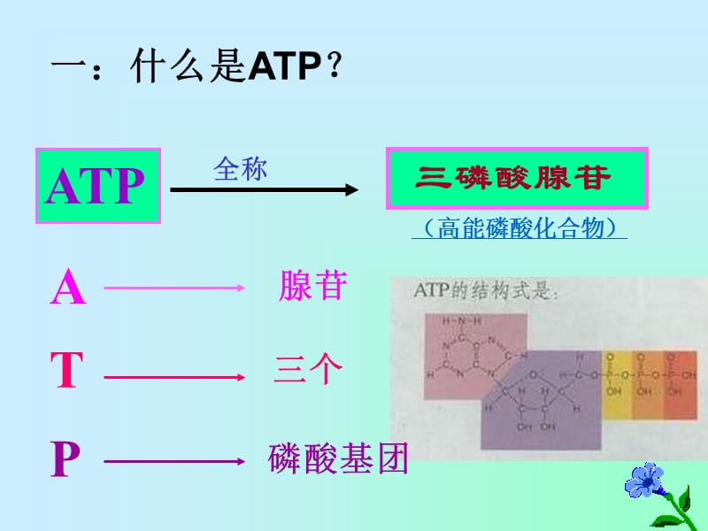 高一生物细胞的能量“通货”-ATP课件.ppt_第3页