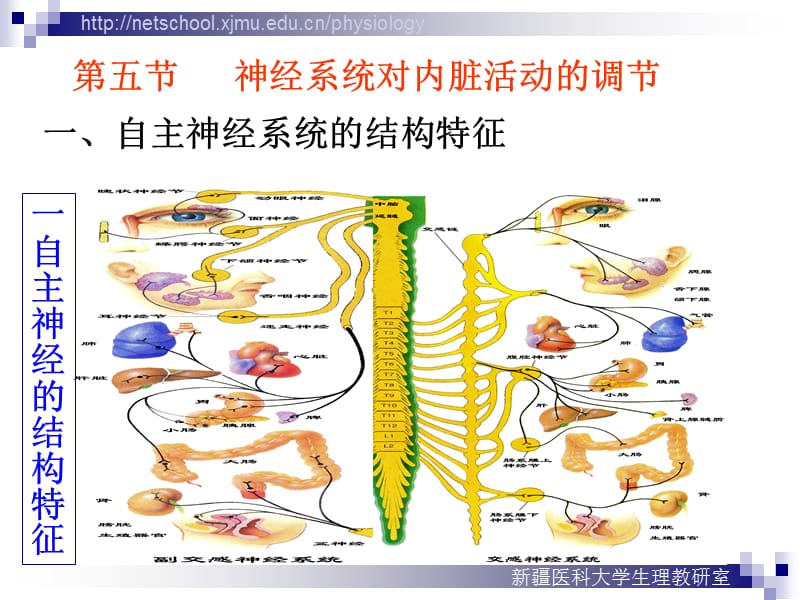 神经系统对内脏活动调节.ppt_第3页