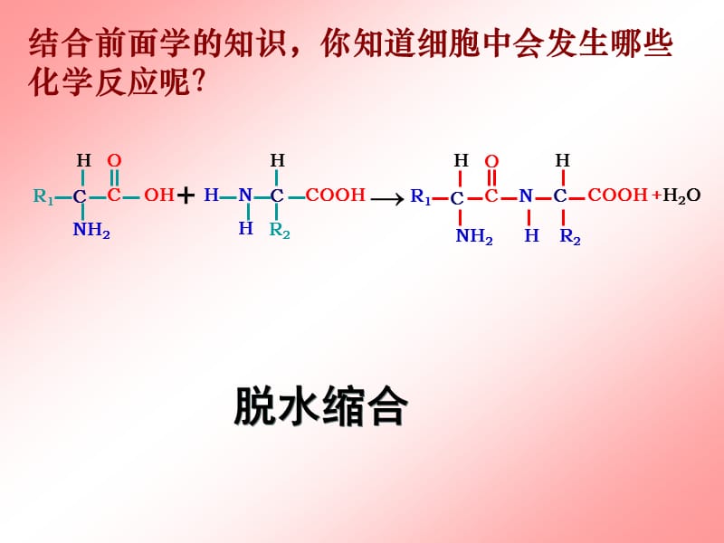 降低化学反应活化能的酶.ppt_第3页