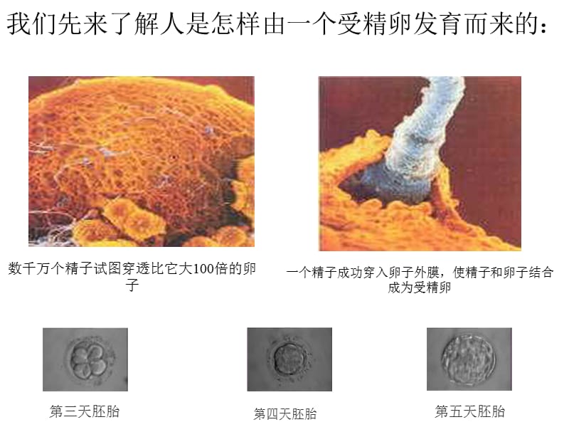 细胞怎样构成生物体.ppt_第2页