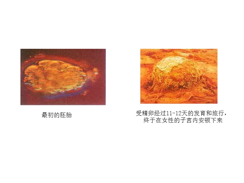 细胞怎样构成生物体.ppt_第3页