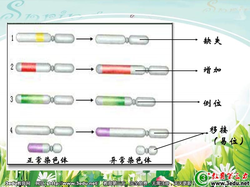 高一生物染色体变异.ppt_第2页