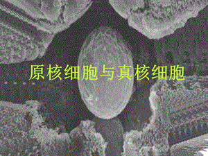 細(xì)胞的多樣性和統(tǒng)一性(原核細(xì)胞與真核細(xì)胞).ppt