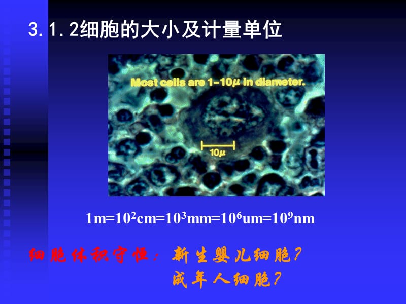 细胞的基本形态结构和类型.ppt_第2页