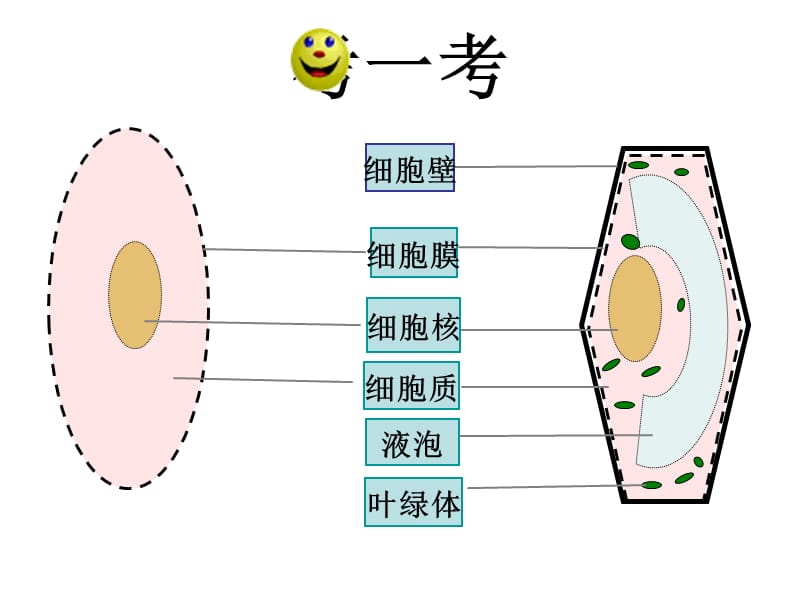 细胞的生活需要物质和能量.ppt_第1页