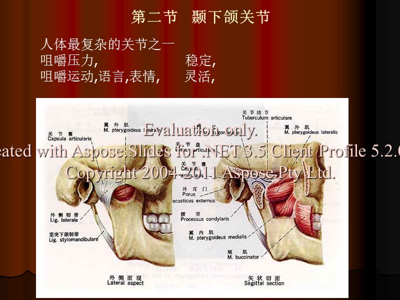 颞下颌关节的解剖生理特点.ppt_第1页