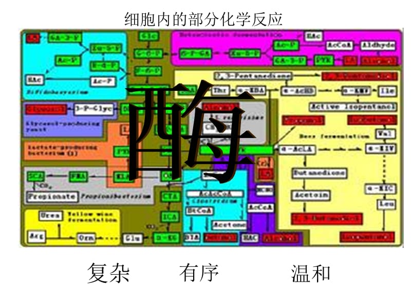 酶的作用和本质wanzheng.ppt_第3页