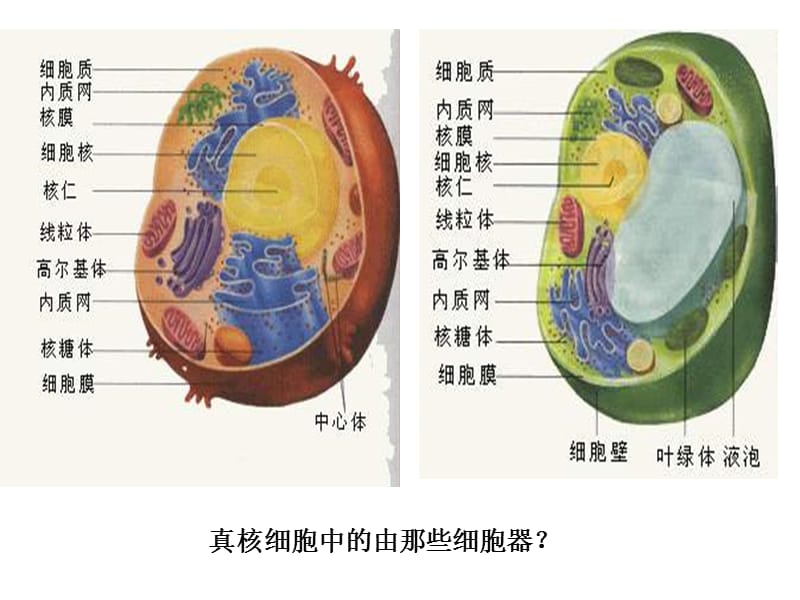 高一生物细胞器及其功能课件.ppt_第2页