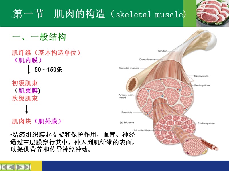 肉的组织结构和化学成分.ppt_第3页