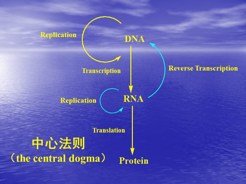 转录和转录组学transcriptome.ppt_第2页