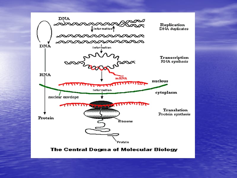 转录和转录组学transcriptome.ppt_第3页