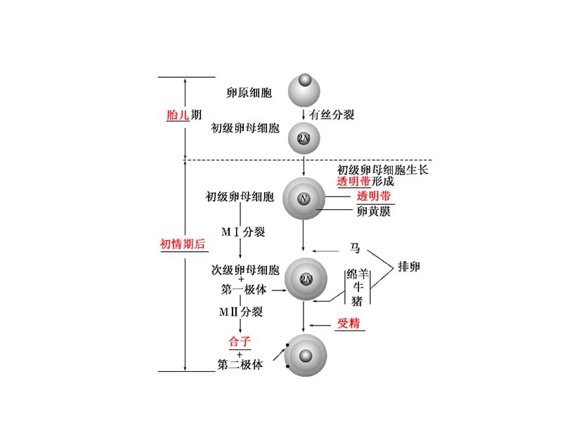 精子产生的场所、时期与过程.ppt_第2页