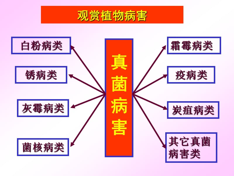 观赏植物病害各论(简化版).ppt_第2页