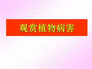 觀賞植物病害各論(簡化版).ppt