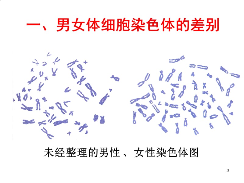 人的性别遗传ppt课件_第3页