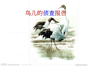 語(yǔ)文S版三下《鳥(niǎo)兒的偵察報(bào)告》.ppt