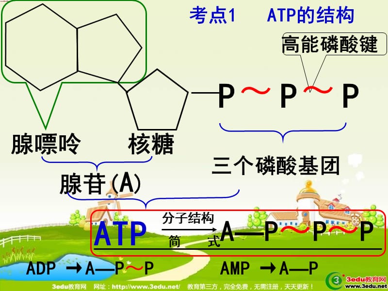 高一生物ATP在能量代谢中的作用.ppt_第3页