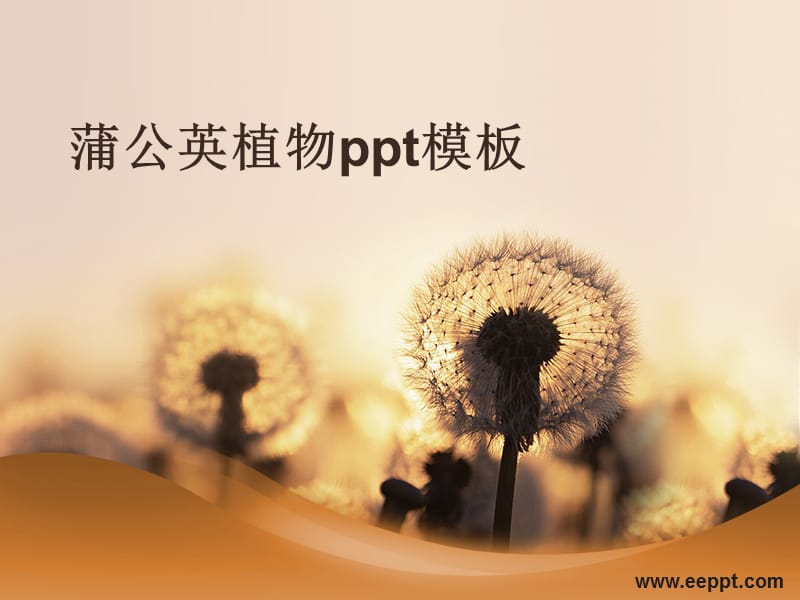 蒲公英植物ppt模板.ppt_第1页