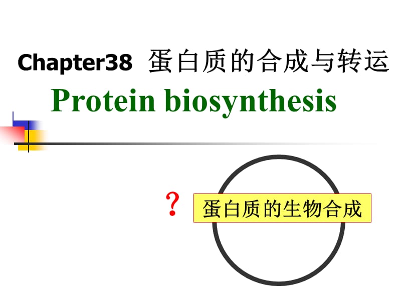 蛋白质的合成与转运.ppt_第1页