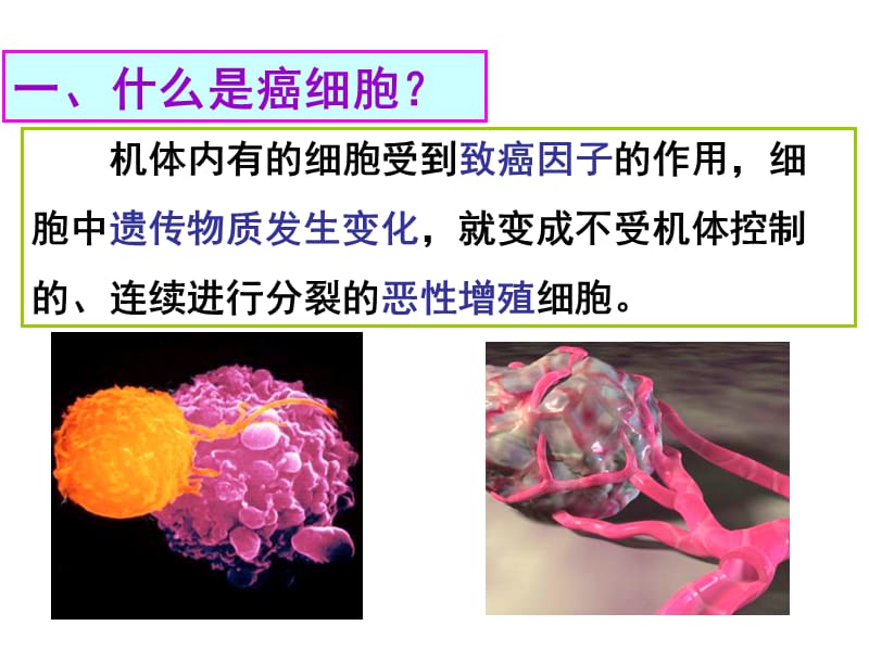 高一生物细胞的癌变.ppt_第3页