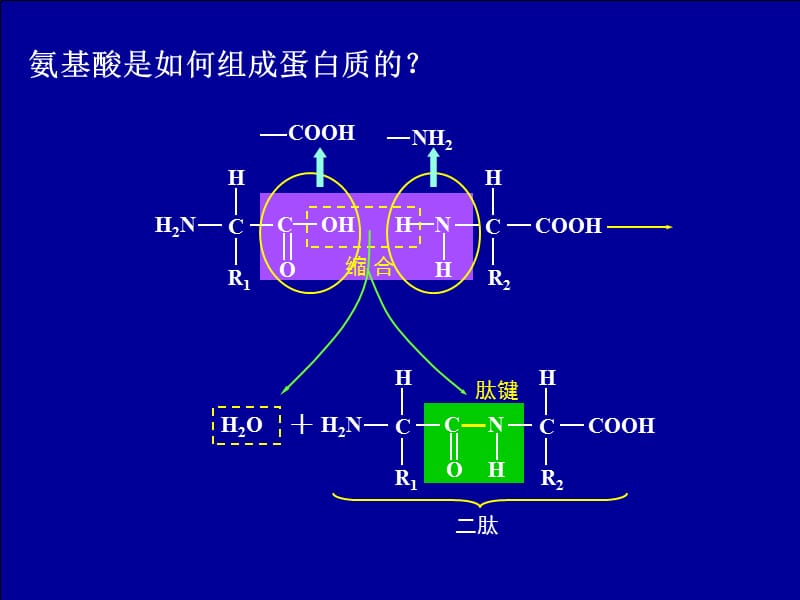 蛋白质的结构和多样性.ppt_第3页