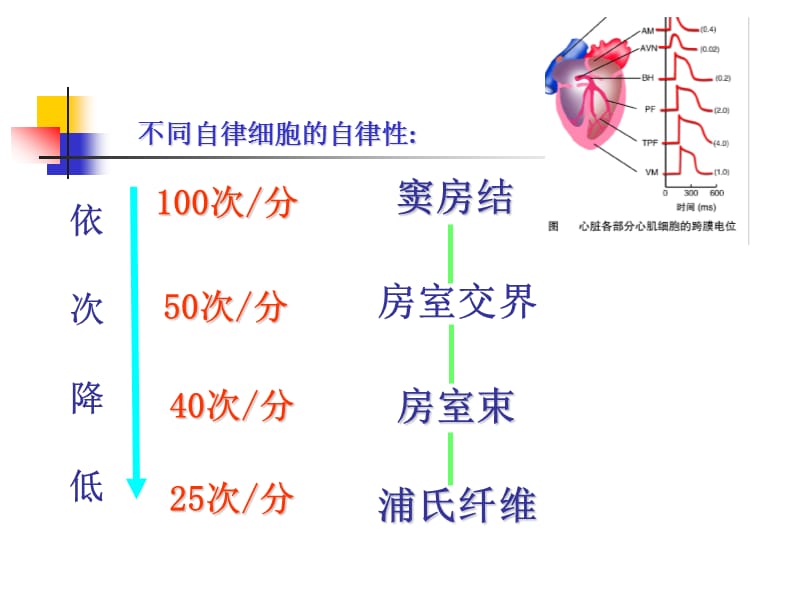 血液循环心肌细胞生理特性.ppt_第3页