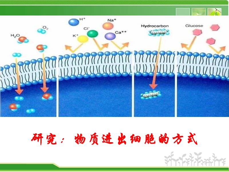 细胞膜的物质运输功能.ppt_第3页