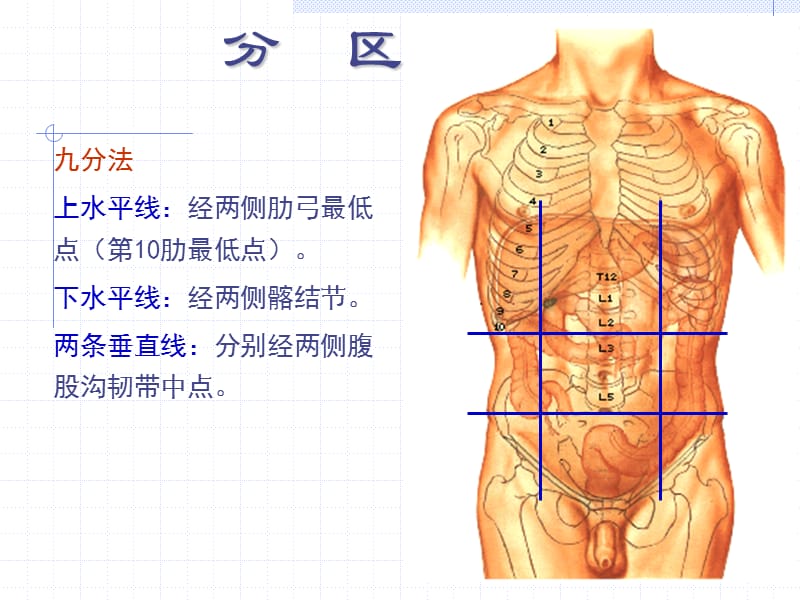 局部解剖学腹部ppt课件_第3页
