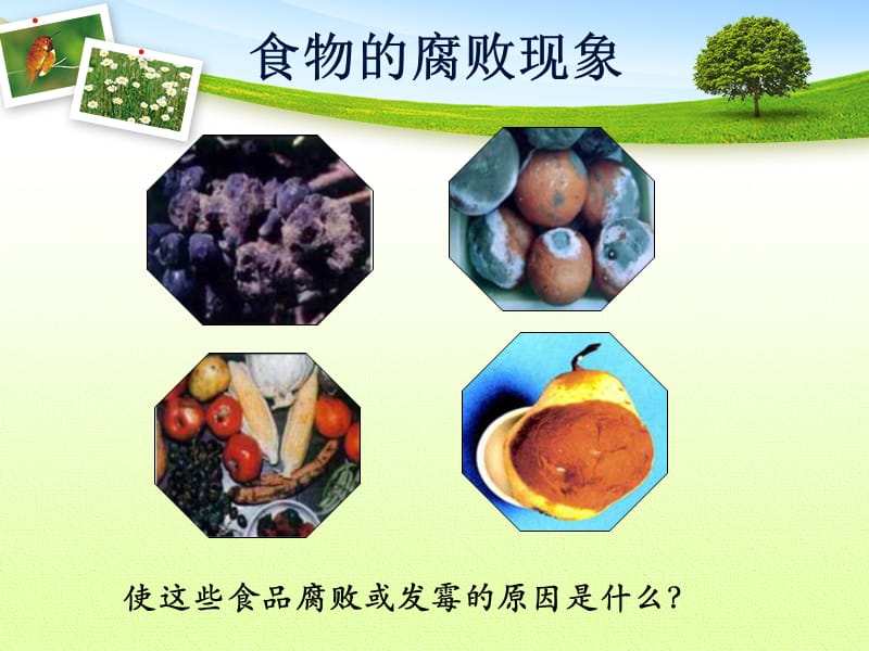 细菌和真菌在自然界中的作用.ppt_第3页