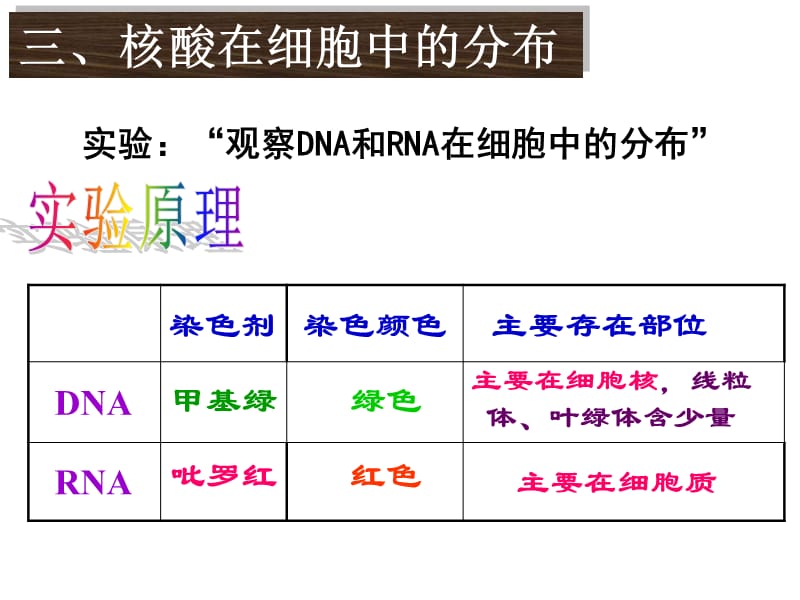 组成细胞的分子遗传信息的携带者(srm).ppt_第3页