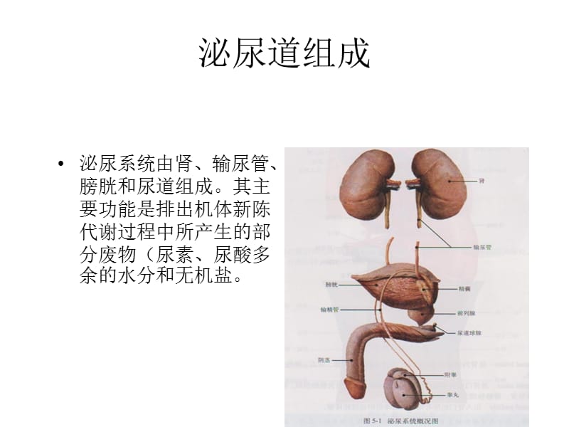 神经源性膀胱的分类x.ppt_第3页