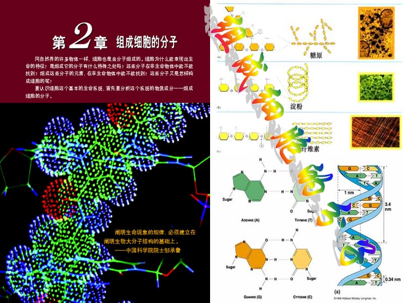 组成细胞的分子-授课用.ppt_第1页