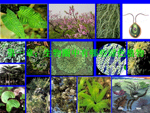 藻類植物、苔蘚植物、蕨類植物.ppt