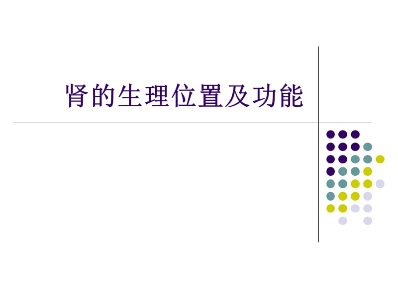 肾的生理位置及功能.ppt_第1页