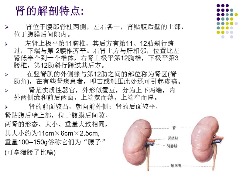 肾的生理位置及功能.ppt_第3页