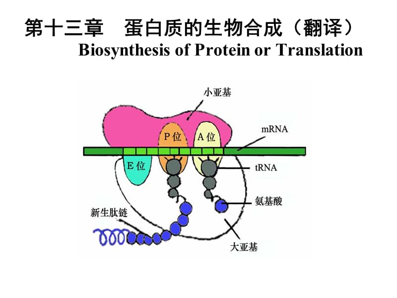 生物化學(xué) 蛋白質(zhì)的生物合成.ppt_第1頁(yè)