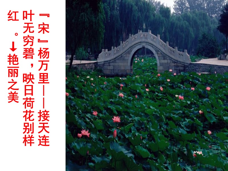 爱莲说课件(罗志芳).ppt_第3页