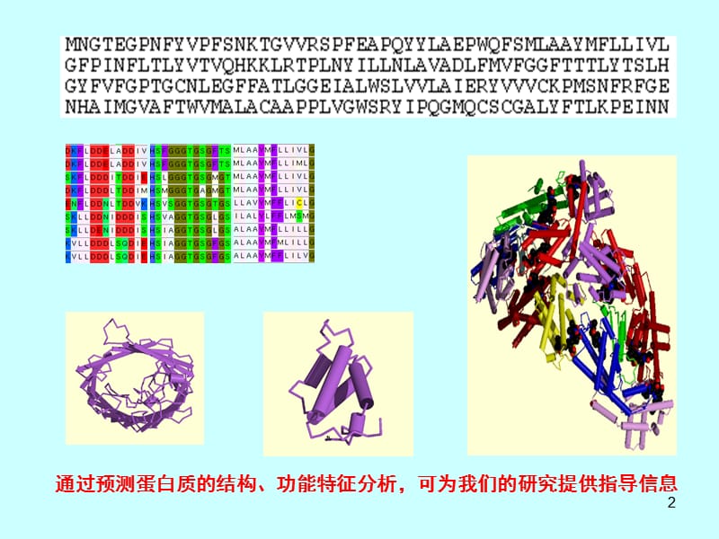 蛋白质序列分析ppt课件_第2页