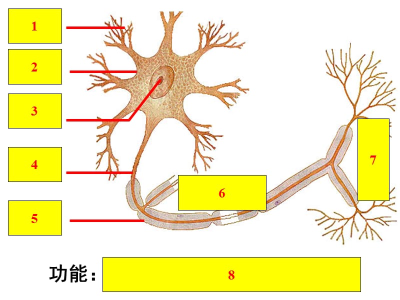 稳态与环境神经调节与体液调节的关系.ppt_第2页